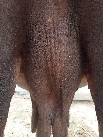 બીજું વેતર ખડેલી જાફરાબાદી