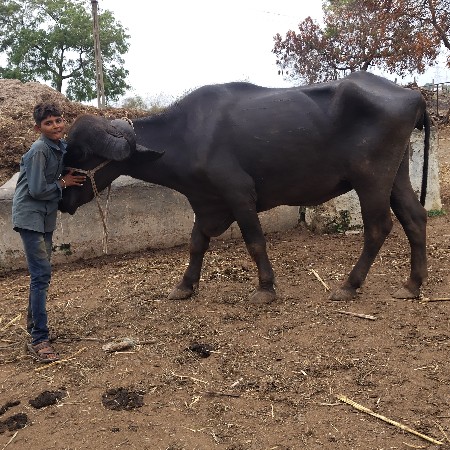 આ ખડેલી વેચવાની છે