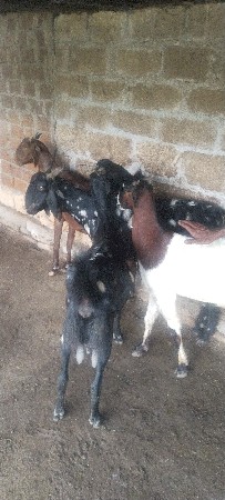 4 bakara kmt 60000