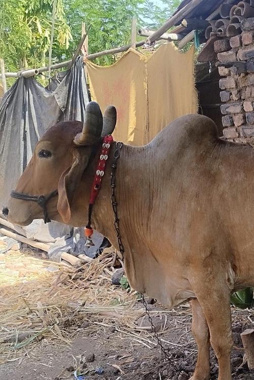 ગાઈ વેચવાની છે ત્રીજું વેતર છે.