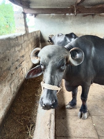 ભેંસ વેચવા ની છે