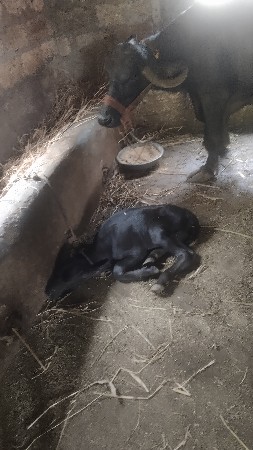 ભેંસ વેશવાની કાળી