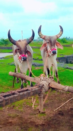 બીલીમોરા રાખેલ છે ફુલ જવાબદારી