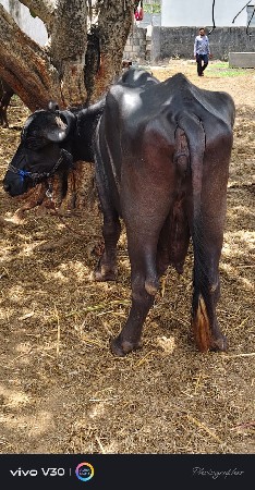 વેચવાની છે