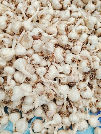 લસણ.બીયારણ