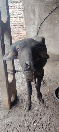 પાડો વેચવાનો છે