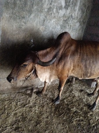 ગઈ વેશવાણી છે 2 મહિના ની વાર છે