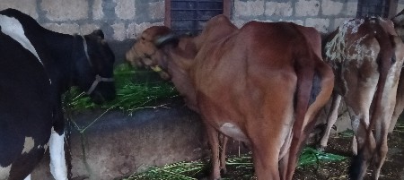 બે ગાય વેચવાની છે ગીર કાબરી