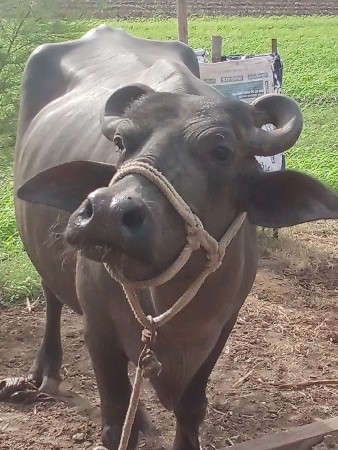 બાનિ 3ભેસ છે