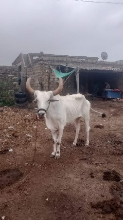 બળદ વેચવાના છે ત્રીજી વાવણીના