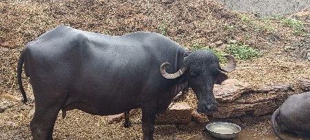 બીજુ વેતર ભેશ
