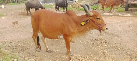 ARSHI BHAI.VSARA