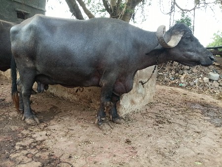 ભેંશ વેચવા ની છે