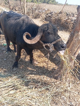 ભેસ વેચવા ની છે