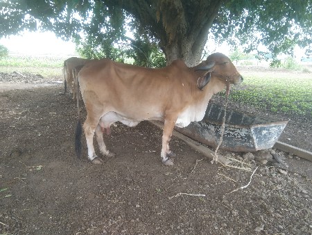 ૨‌ મહિના થયા વાણી નિશે વાશડો