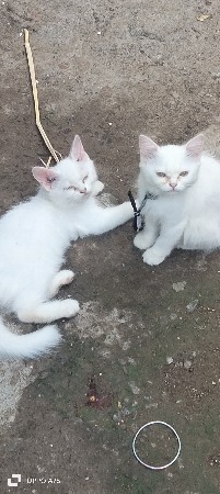 એક જોડી છ

3ન છે