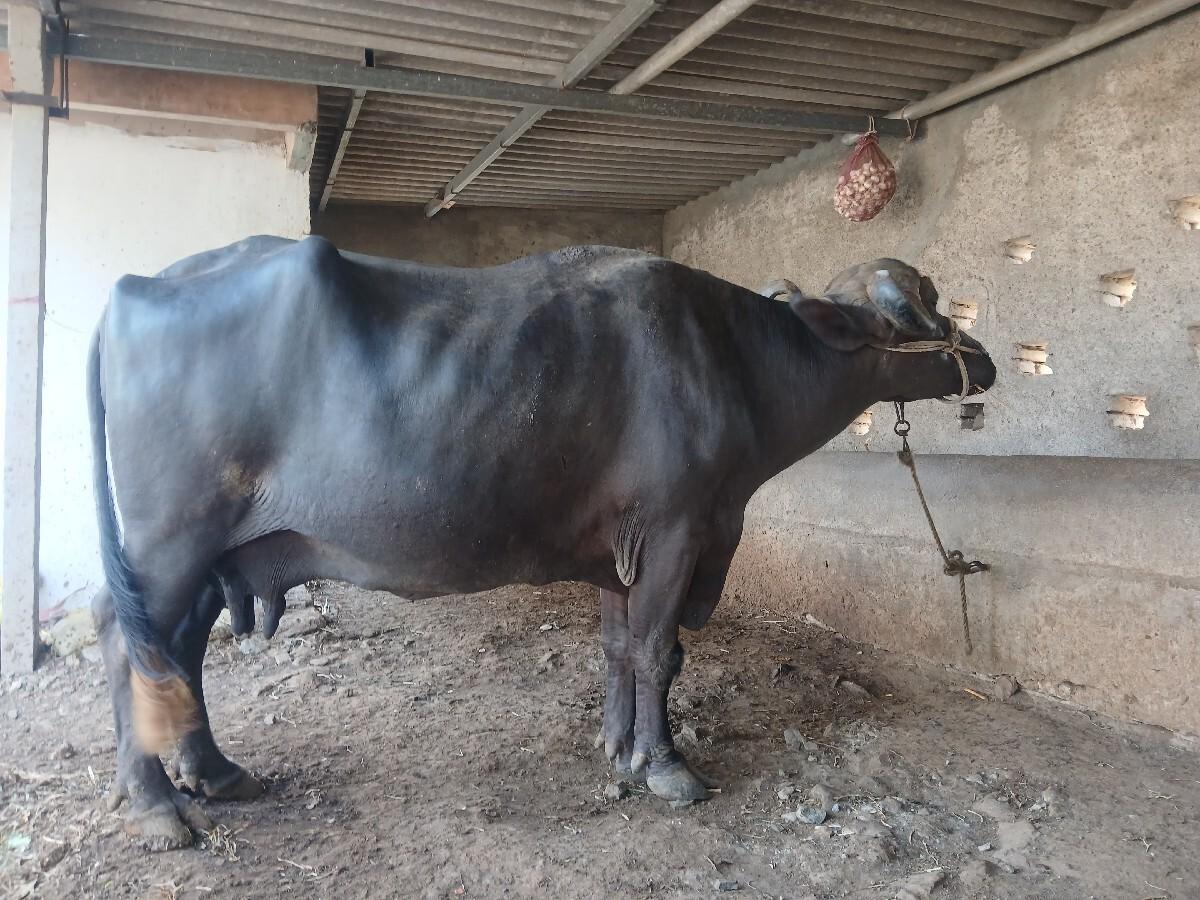 ભેસ વેચવાની હે