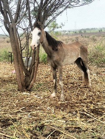 સુરેશભાઈ