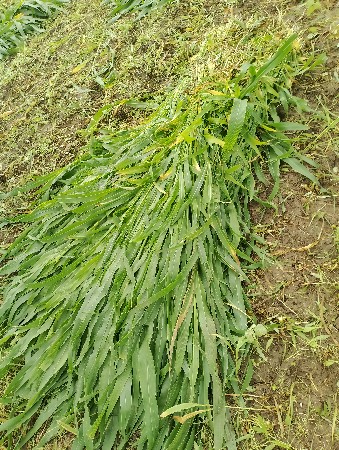 લિલુ