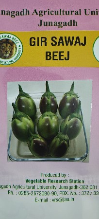 રીંગણી નો રોપ