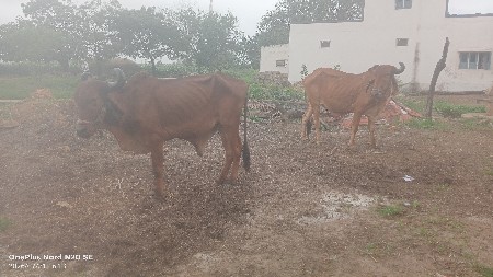 3 વાવણી હાલે છે
