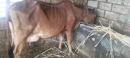 ગાય વેચવાની છે