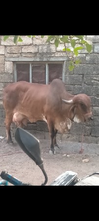 ગાય વેચવાની છે