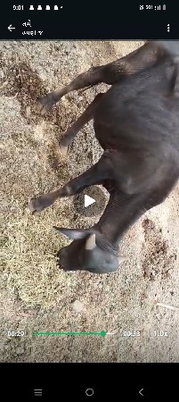 પાડિછૅબૅગિગાયનૅહૉડકિદૅવાનાછૅ