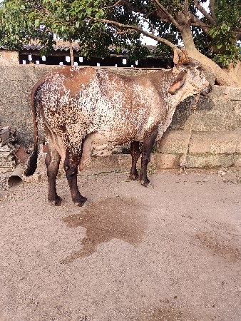 ગીર ક્રોસ ગાય વેશવાની છે
