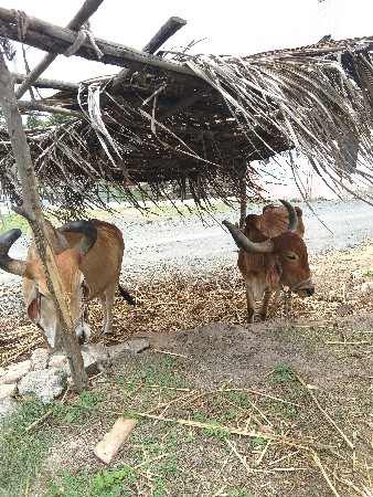 વેશવા ના સે 6354335500