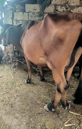 ગાય વેચવાની છે