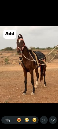 ઘોળો વેચવાનો છે