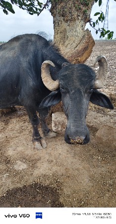 ભેલ