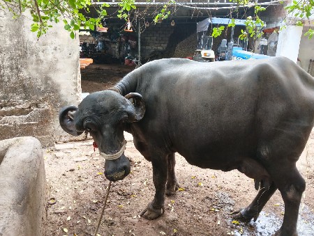 બે ભેશ છે