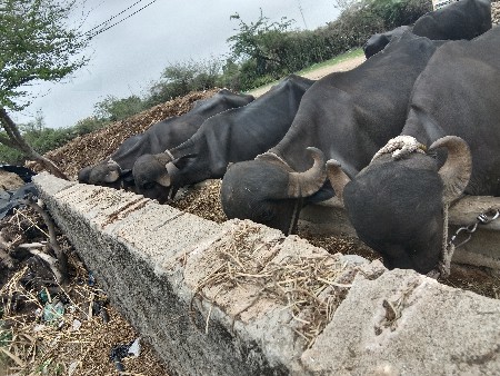 સાત ખોડલા વેચવાના છે