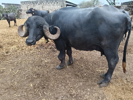 વેચવાની છે.