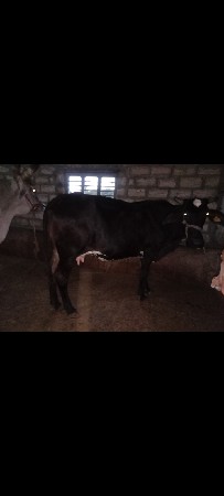 ગીર ક્રોસ ગાય વેચવા ની સે