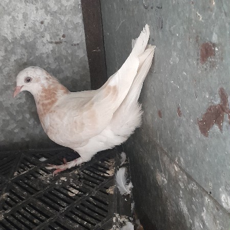 કબુતર વેસવાનાછે