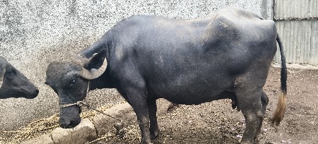 ભેંસ વેચવાની છે