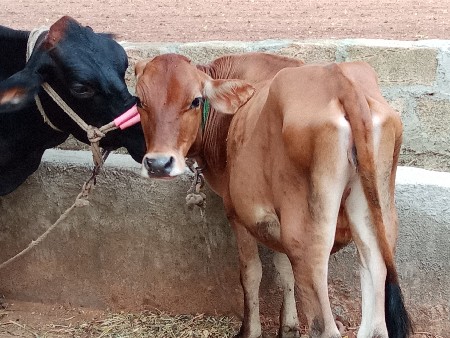 જર્સી vasdi વેચવાની