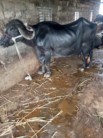 આઠ મહિના ની ગાભણી