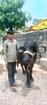 ભેસ વેચવાની છે જાફરાબાદી