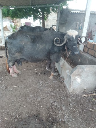 ભેચ વેચવાની છે