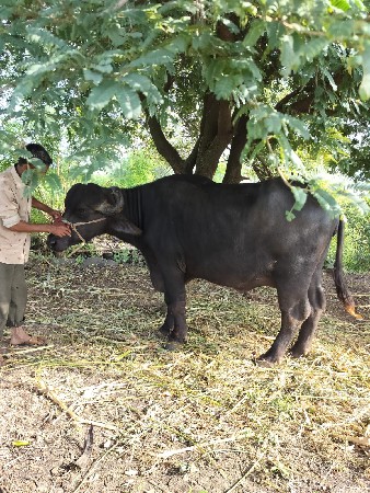 ભેશ વેશવાની છે