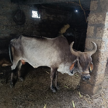 ઞાય