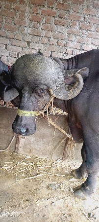 8 મહિનો નો ગાભ pelu vetar