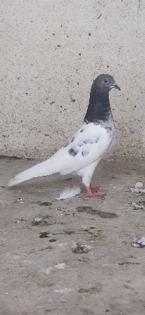ટેડી ક્રોસ જોડી 🔥