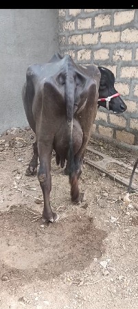 ભેંસ