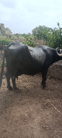 આ બેસ વેચવાની છે
