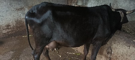 એસ ફ  ગાય  વેચવાની છે